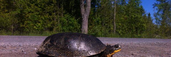 PQPTurtles Profile Banner