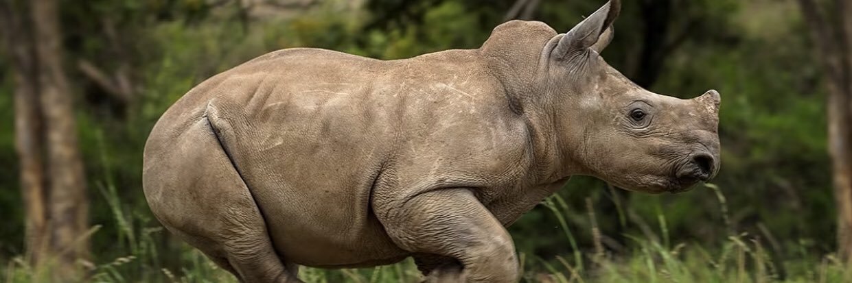 Care For Wild Rhino Sanctuary banner