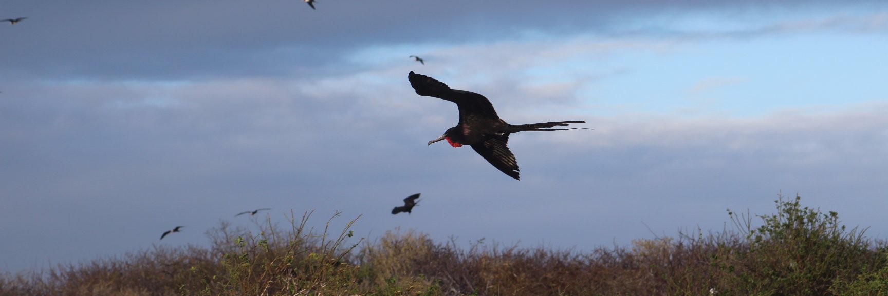 Ann E. Tweedy banner