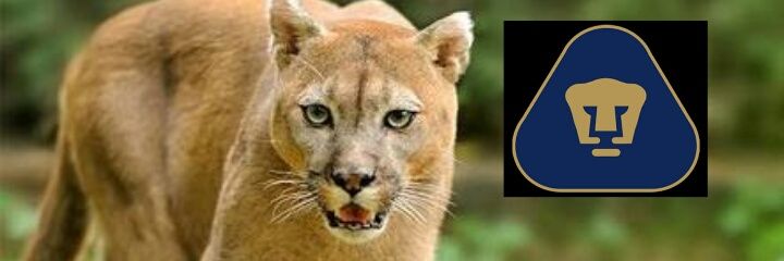 rigelaldebaran's profile banner image