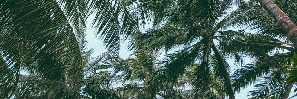 amestheginger's profile banner image