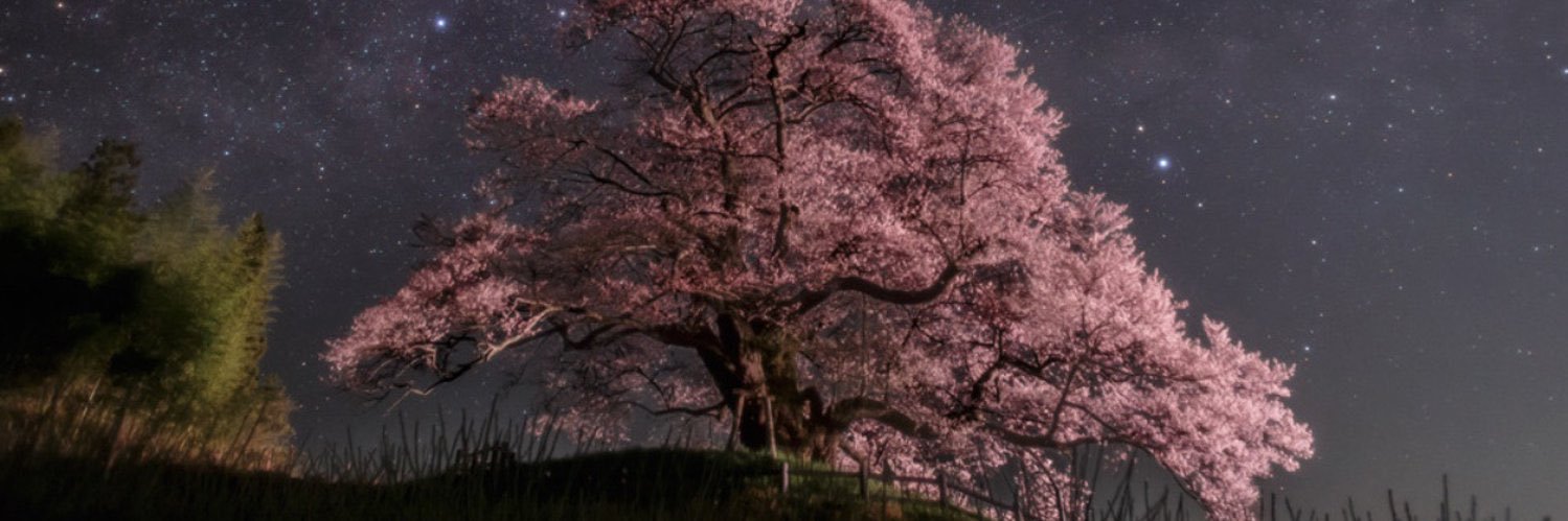 trunkssupreme's profile banner image