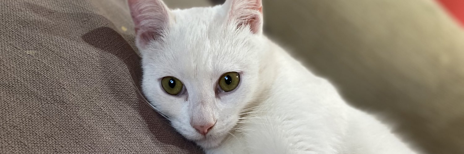 SoyAxelOk's profile banner image