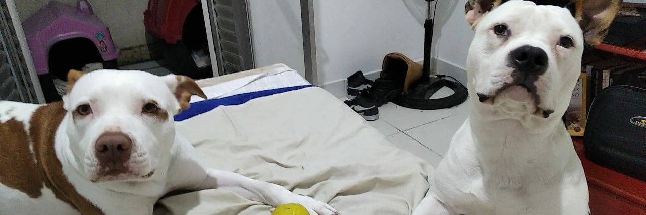 gabrielperla_'s profile banner image