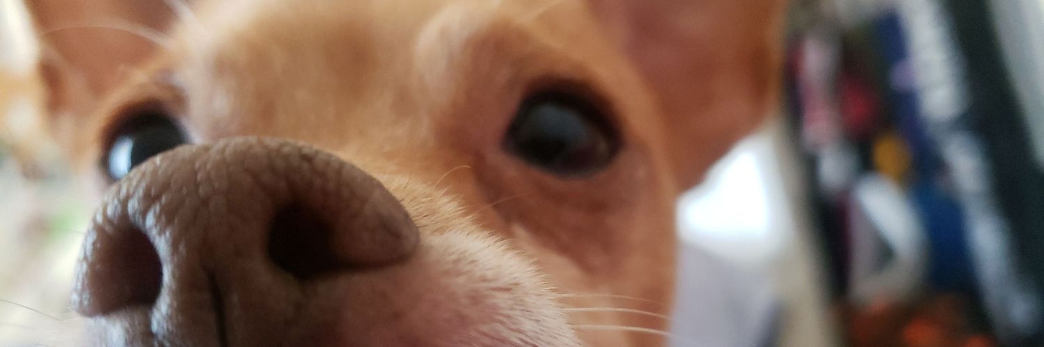 juicysflyyer's profile banner image