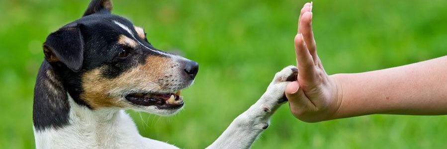 Pawsavers's profile banner image