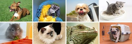 PF_Pets's profile banner image