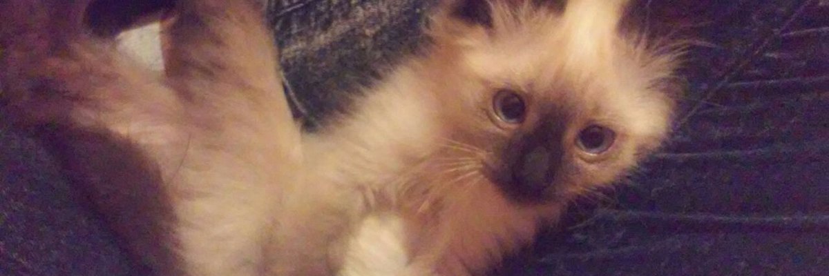 ℓuαnα banner