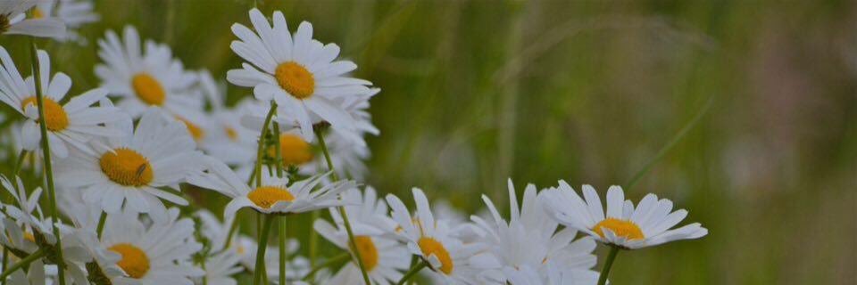 kamilaows's profile banner image