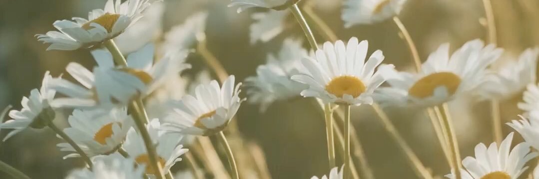 brithaplug's profile banner image