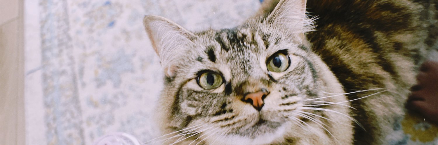 alexiafreitasss's profile banner image