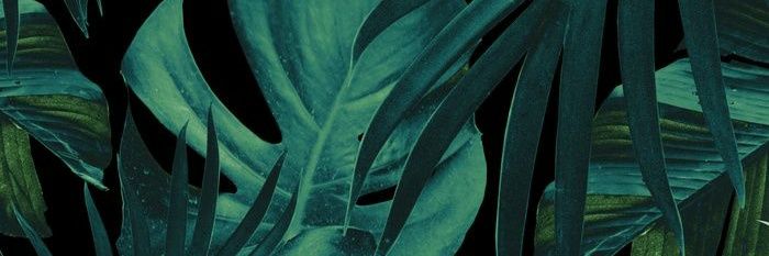 zoeGuru's profile banner image