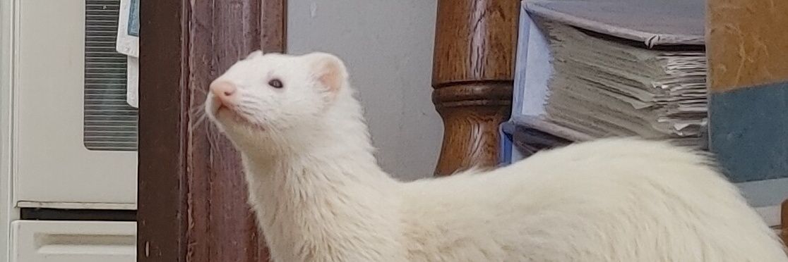 Finnickan's profile banner image
