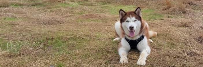 Becky banner