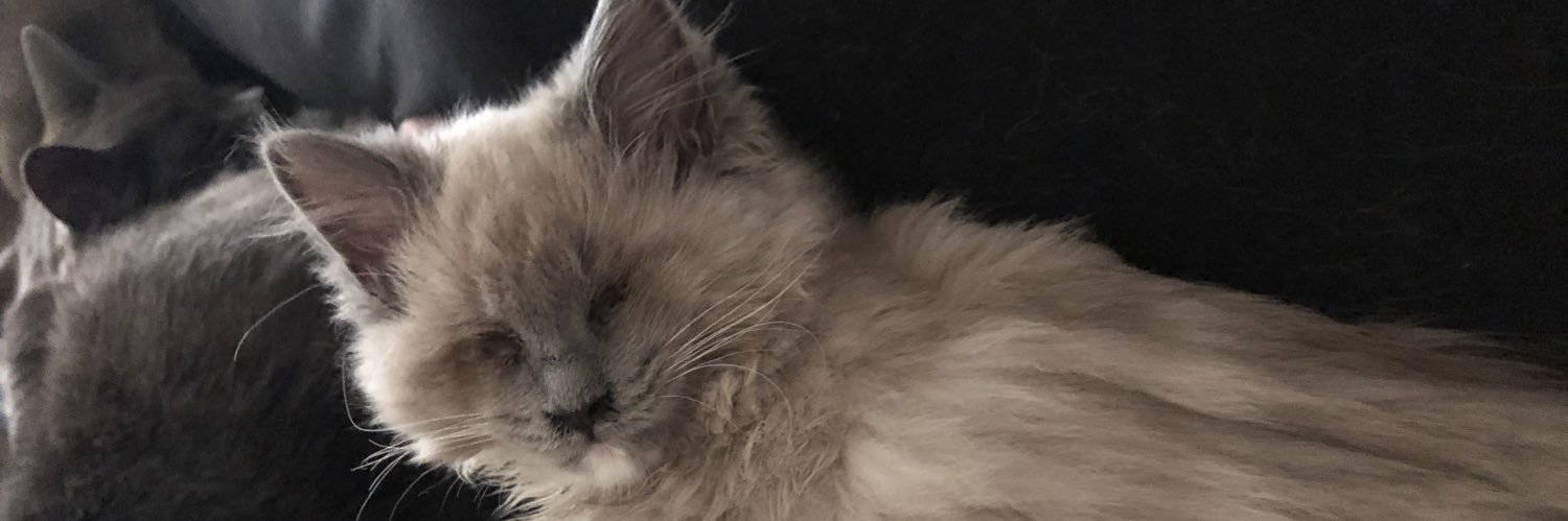 🇺🇸🇺🇸hfmbears🇺🇸🇺🇸 banner