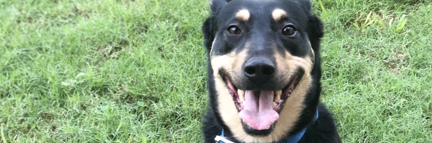 Rebekah Morgan banner