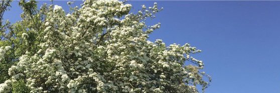 Security Analyst @ SRSRM banner