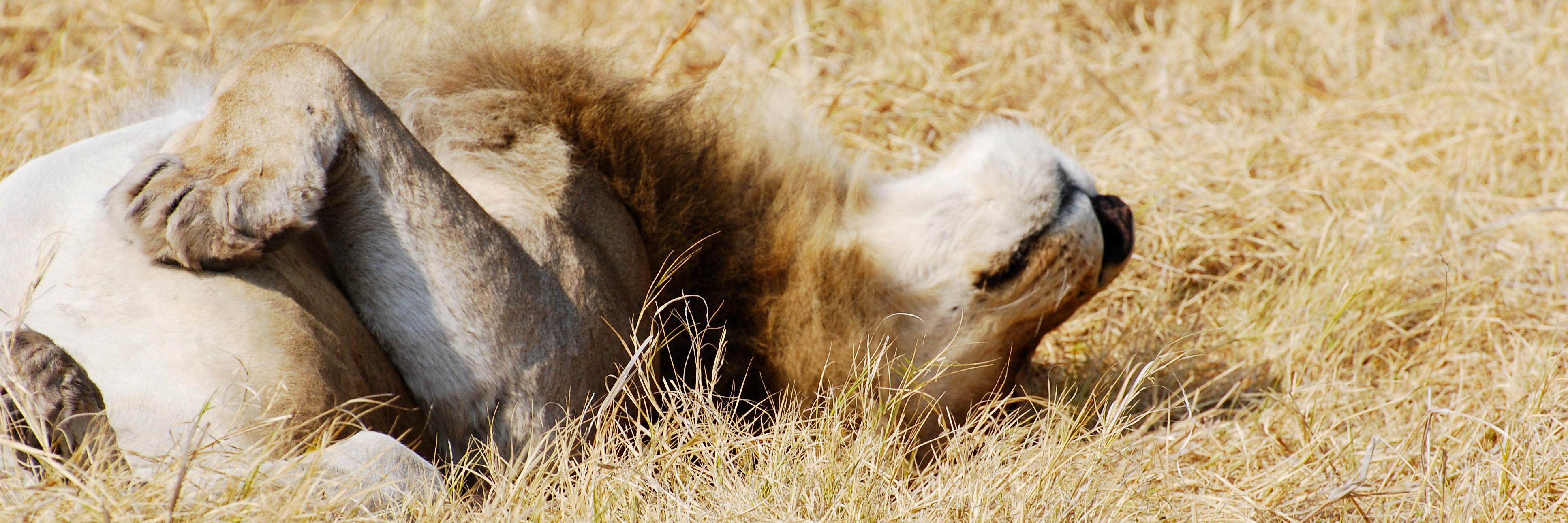 Teressa Iezzi banner