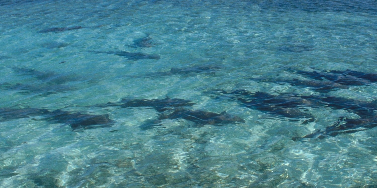 Jeffrey Carrier banner