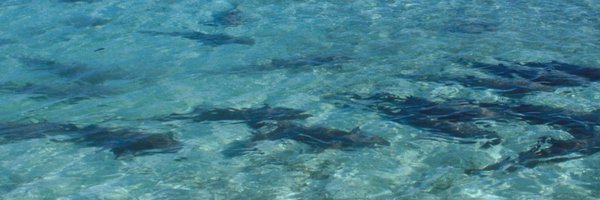 SharkDoctor Profile Banner