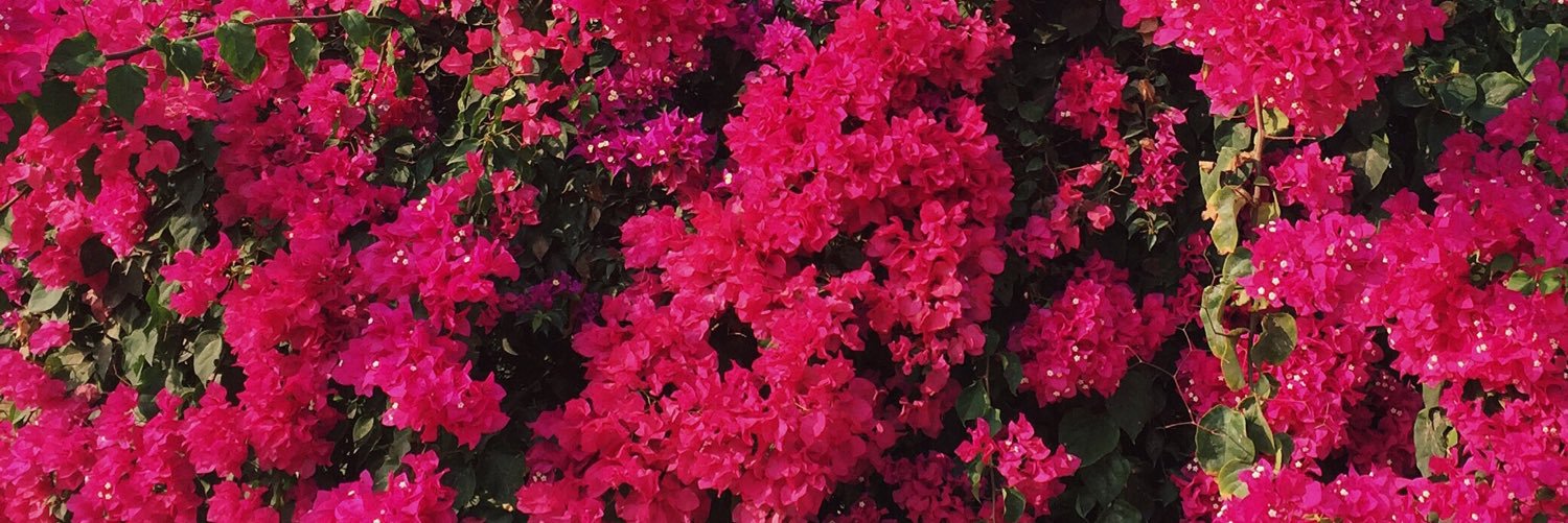 juliphotodiary's profile banner image