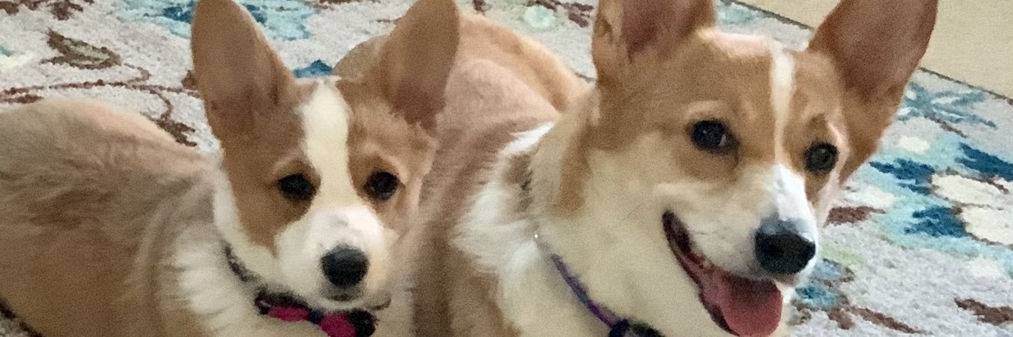 gigishark27's profile banner image
