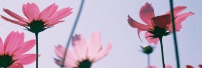 alicee_y's profile banner image