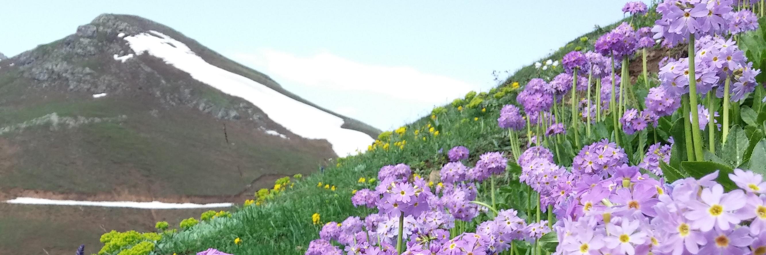 mamalidze's profile banner image
