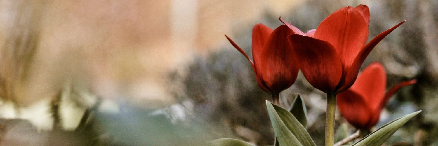suzanapaz's profile banner image