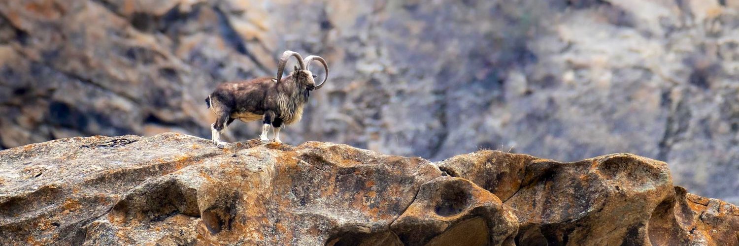 Furqan Bharwana banner