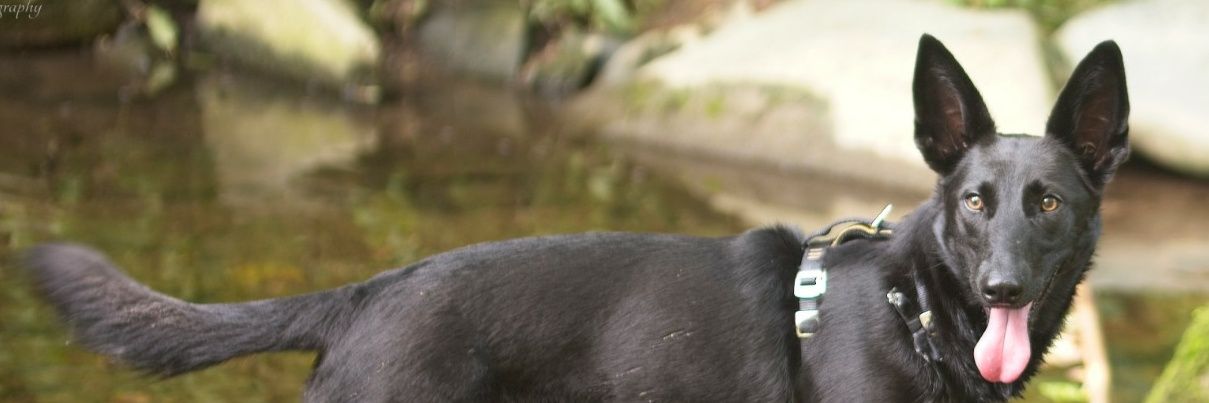 chetario's profile banner image