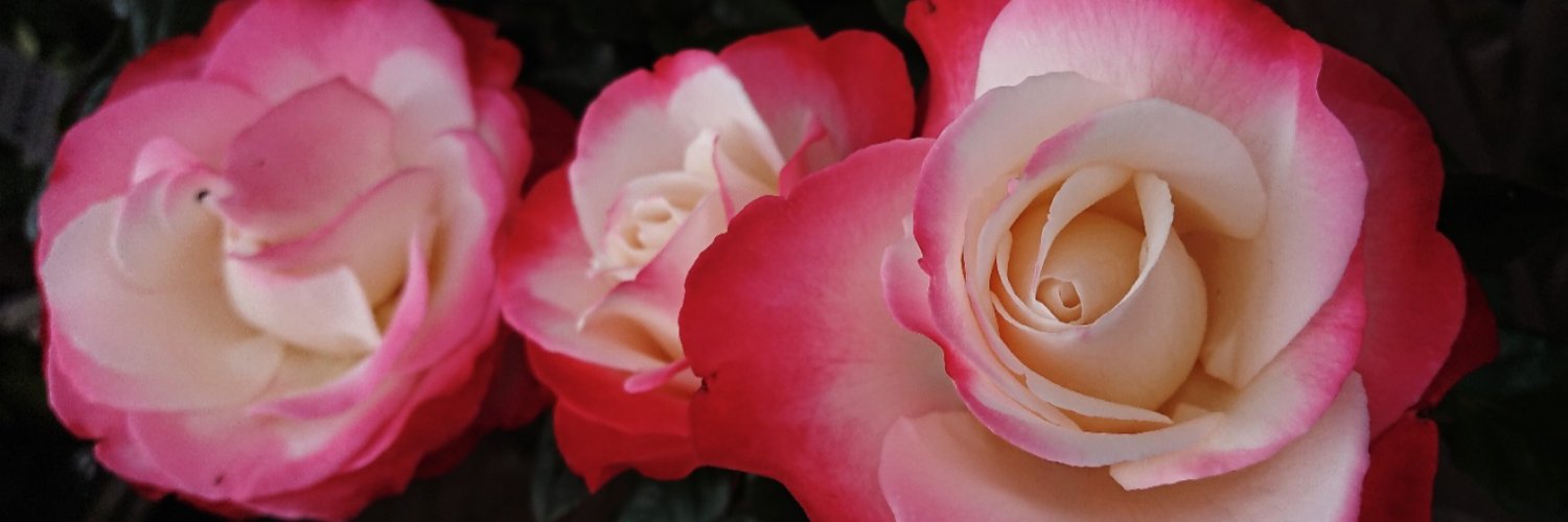 PicturedImage's profile banner image