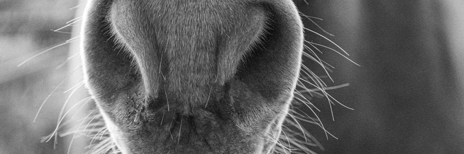 shandiinf's profile banner image