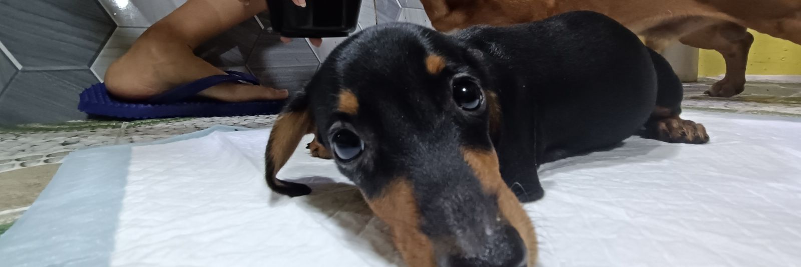 SeanLesteeeer's profile banner image