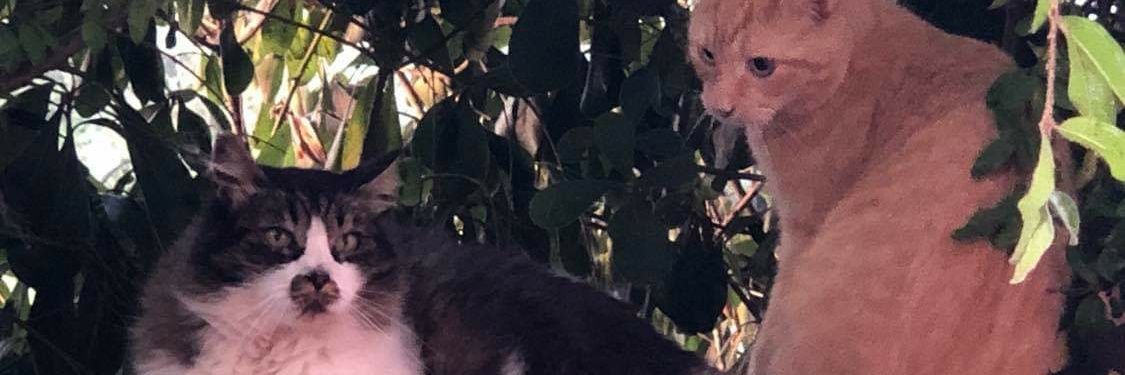 lerrigatto's profile banner image