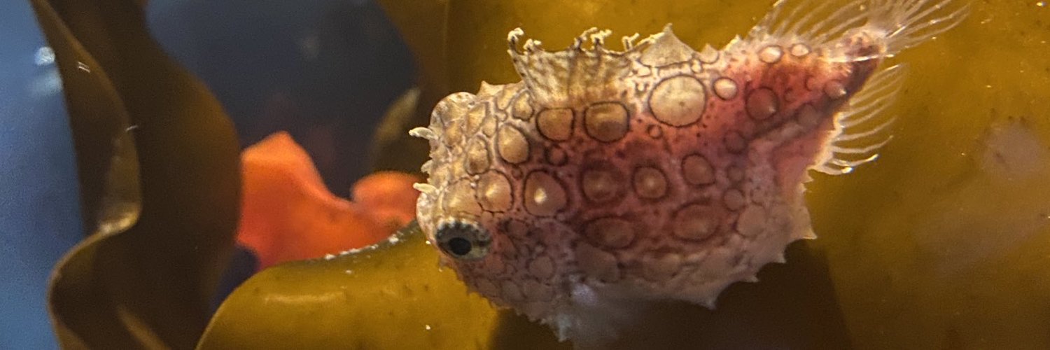 運良く生きるナメダンゴ←あざらし🦭←イキテ　ヨシコ←クズデ　ダメコ banner