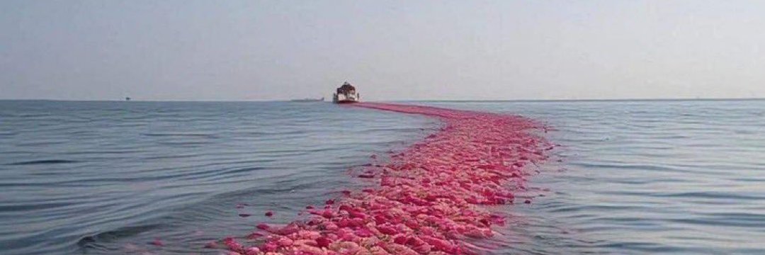 رانيا ¶ rαиiα banner