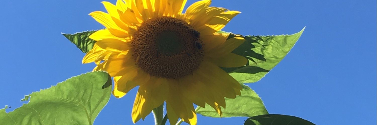 lisharosec's profile banner image
