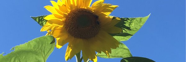 lisharosec Profile Banner