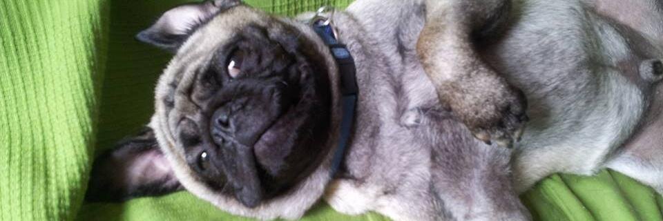 Pug Matters banner