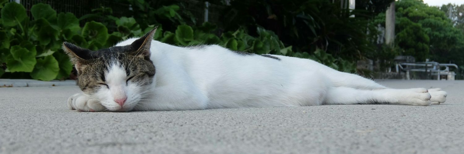 puapowafu's profile banner image