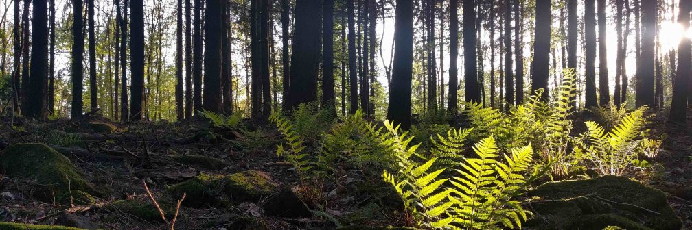 Michael Scharf banner