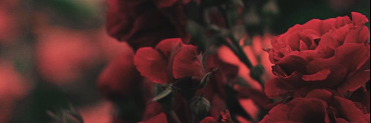 hanoshhh's profile banner image