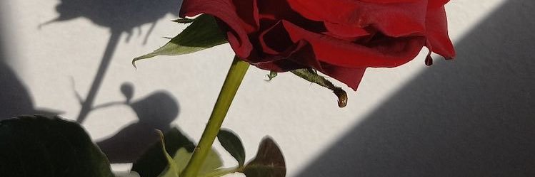 SaraKhula's profile banner image