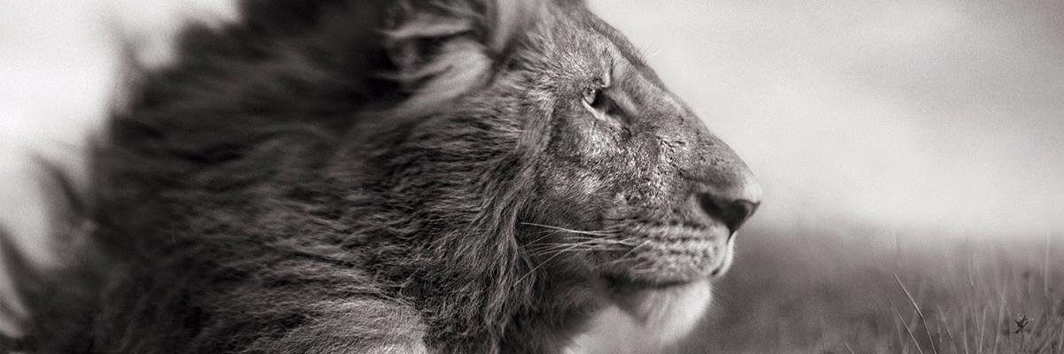LionPridePress's profile banner image