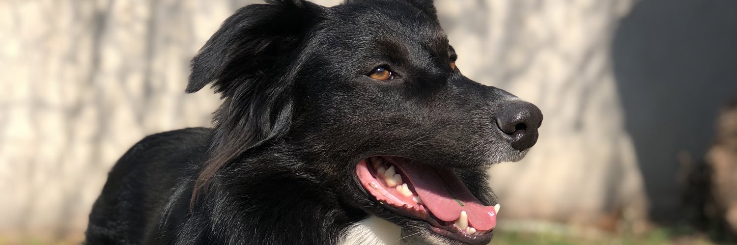 LaiMilloo's profile banner image