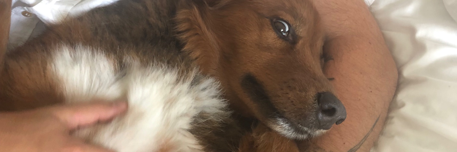 deedoersch's profile banner image