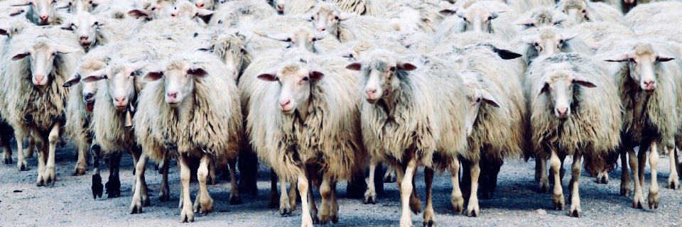 Breaker of Sheeple banner