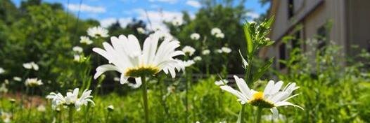 WildDaisyFarm's profile banner image