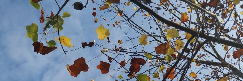 serritoo's profile banner image